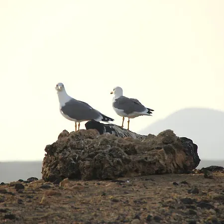 Anju Bravo El Cotillo (Fuerteventura)