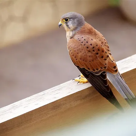 Anju Bravo Apartamento Cotillo